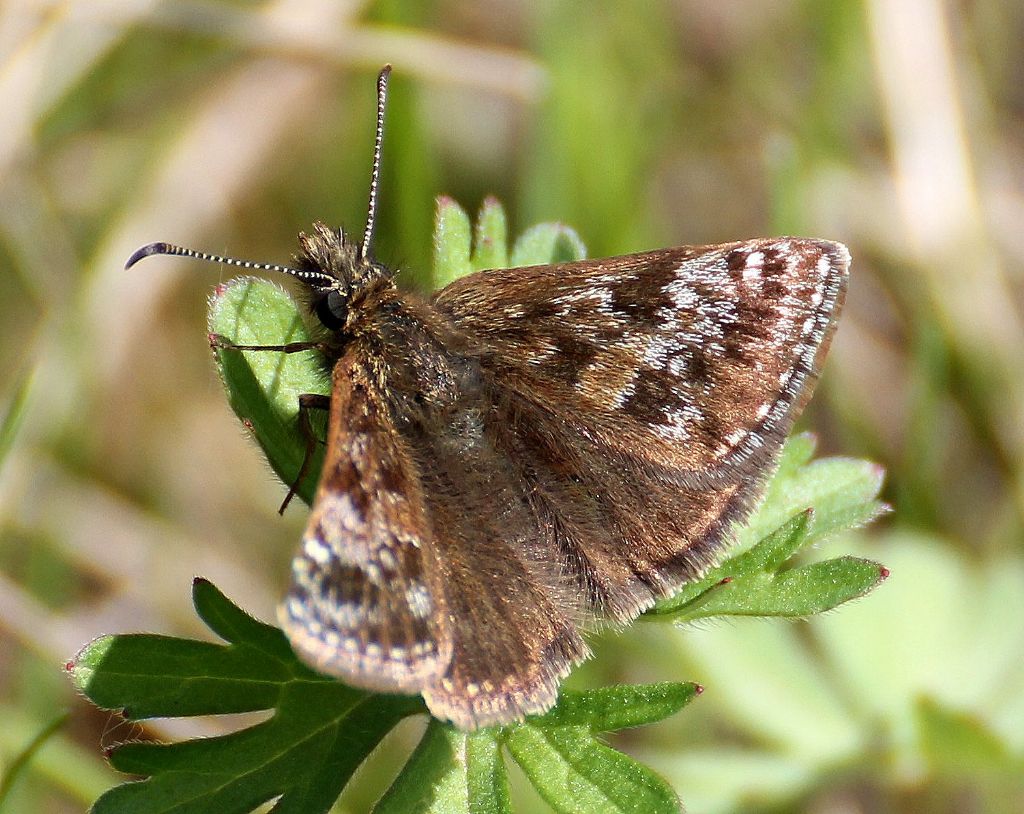 Pyrgus? No, Erynnis tages, Hesperiidae